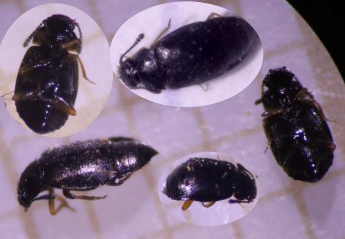 Réf. 317 254 : Proteinus ovalis